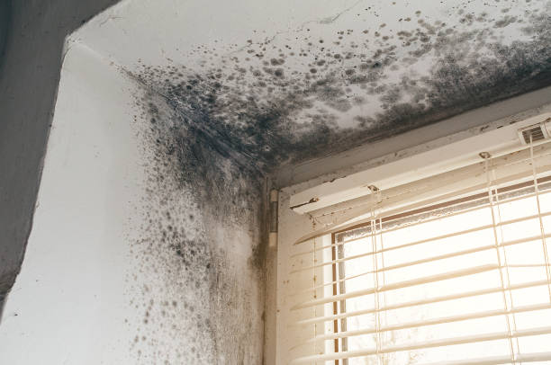 Affordable Basement Mold Removal solutions in Woodsboro, TX